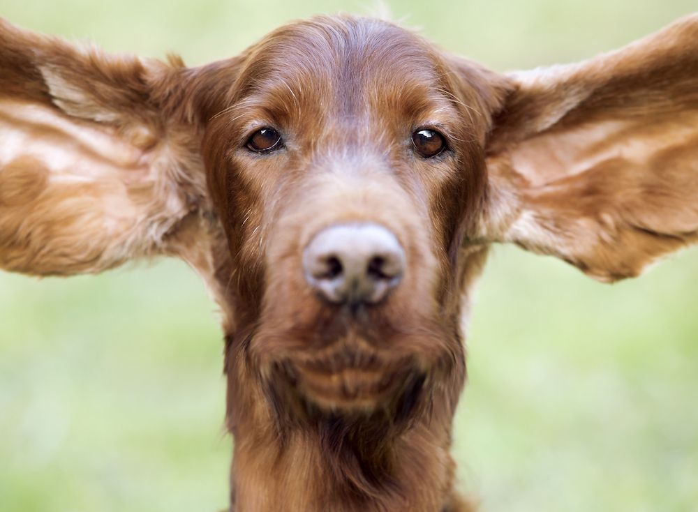 Why Go to a National?